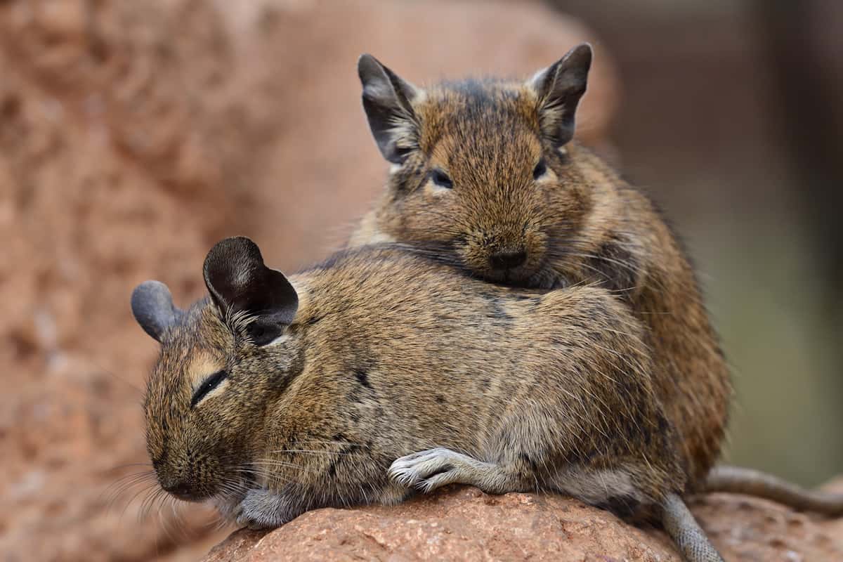 Dva osmáci degu