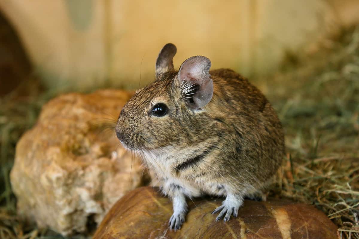 Bydlení osmák degu